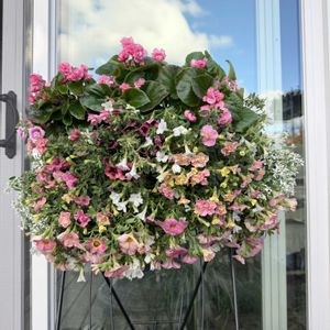 カリブラコア,ベゴニア,ペチュニア,寄せ植え,ガーデニングの画像