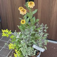 ルドベキア,斑入りタイム,コクリュウ（黒竜）,トリカラーセージ,ルドベキア　アーバンサファリ　サバンナサンセットの画像