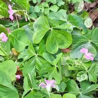もみじ葉ゼラニウム,もみじ葉ゼラニウム,もみじ葉ゼラニウム,カタバミ,カタバミの画像