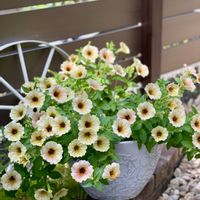 ペチュニア ステファニー,暴れん坊,お花は癒し,庭の画像