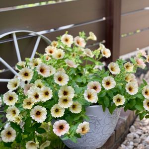 ペチュニア ステファニー,暴れん坊,お花は癒し,庭の画像
