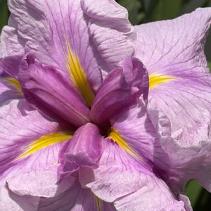 菖蒲,菖蒲,菖蒲,ショウブ,菖蒲（ショウブ）の画像