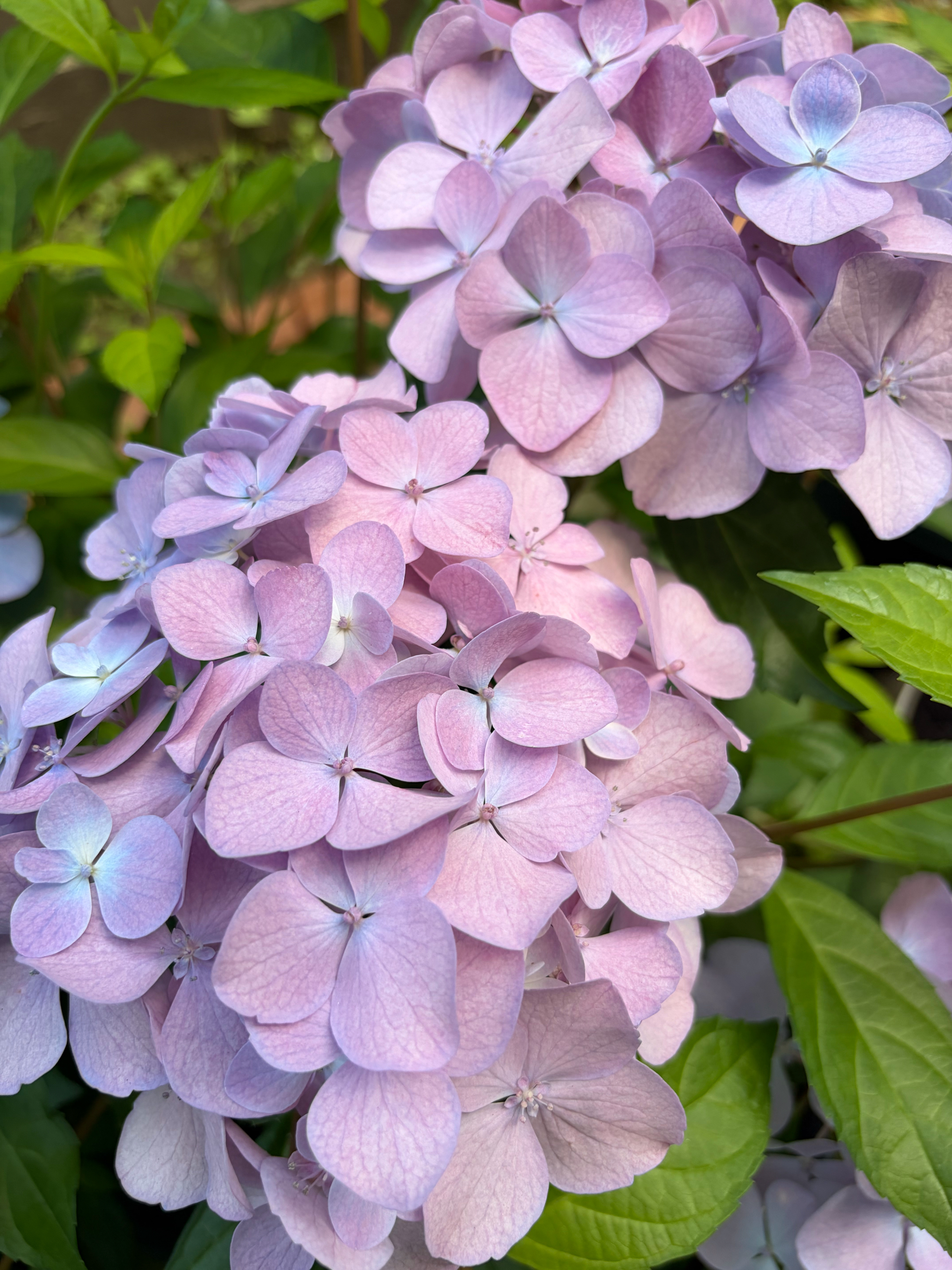 我が家の紫陽花2026備忘録｜🍀GreenSnap（グリーンスナップ）