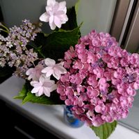 ガイラルディア,マツバギク,百日草,カタバミ,コレオプシススタークラスターの画像