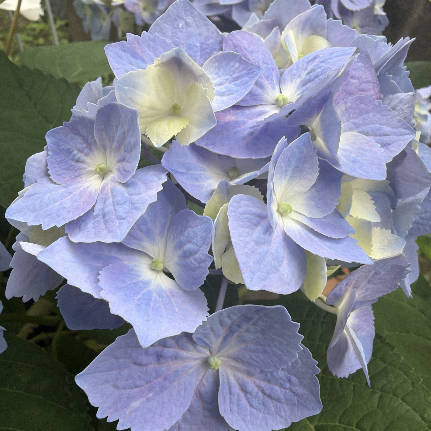 我が家の紫陽花2026備忘録｜🍀GreenSnap（グリーンスナップ）