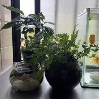 ビカクシダ,トキワシノブ,コーヒーの木,ダバリア　ラビットフッド,多肉植物の画像