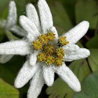 レブンウスユキソウ,植栽,礼文島,エーデルワイスの仲間の画像