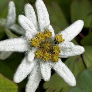 レブンウスユキソウ,植栽,礼文島,エーデルワイスの仲間の画像