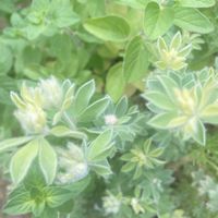 オレガノ,ロータス プリムストーン,プランター,癒し,庭の画像