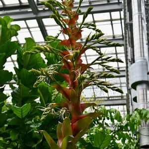 ミカドアナナス,温室,京都府立植物園の画像