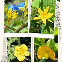 キュウリ,トマト,落花生,小玉スイカ,野菜の花の画像