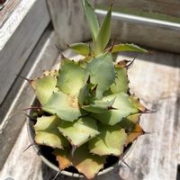 火祭り,アガベ,アーモンドネックレス,マサイの矢尻,多肉植物の画像