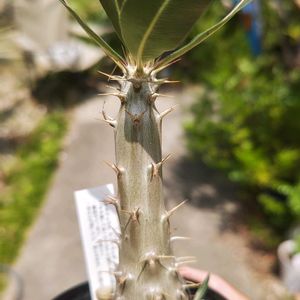 パキポディウム,パキポディウム カクチペス,多肉植物,観葉植物,塊根植物の画像