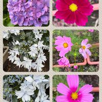 ポポー,紫陽花,紫陽花,早咲きコスモス,早咲きコスモスの画像