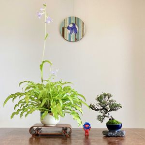 ギボウシ,ギボウシ,チリメンカズラ,チリメンカズラ,盆栽の画像