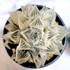 ベヌスタ錦 糊斑,子株,ハオルチア属,親株,斑入の画像