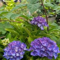 ホウセンカ,セイヨウヤブイチゴ,アジサイ アマランス,花のある暮らし,自宅の庭よりの画像