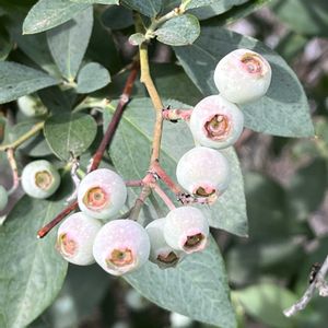 ブルーベリー,自家製野菜,実のなる木,旬のもの,元気に育ててますよの画像