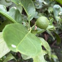 ミカン,自家製野菜,実のなる木,旬のもの,元気に育ててますよの画像