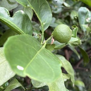 ミカン,自家製野菜,実のなる木,旬のもの,元気に育ててますよの画像