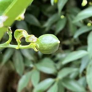 レモン,地植え,自家製野菜,実のなる木,旬のものの画像