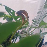 エバーフレッシュ,エバーフレッシュ,観葉植物の画像