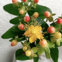 ヒペリカム,切り花,花時間,ヒペリカムのお花の画像