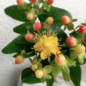 ヒペリカム,切り花,花時間,ヒペリカムのお花の画像