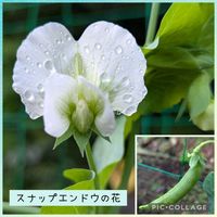 野菜,スナップエンドウの画像