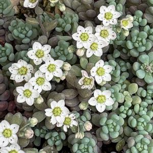 パープルヘイズの花,プランター野菜の画像