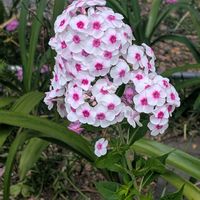 イソトマ,フロックス,ルドベキア,お花,ウォーキングにての画像