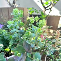 オレガノ,観葉植物,花のある暮らし,植物のある暮らし,おうち園芸の画像