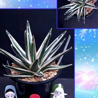 アガベ　笹の雪,氷山,アガベ 笹吹雪,アガベ 氷山,アガベチタノタブラック&ブルーの画像