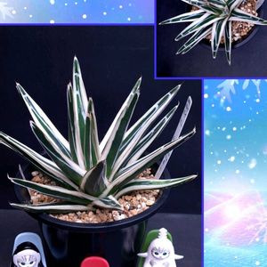 アガベ　笹の雪,氷山,アガベ 笹吹雪,アガベ 氷山,アガベチタノタブラック&ブルーの画像