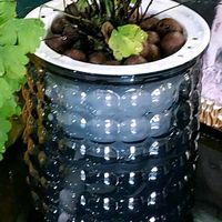 アジアンタムの画像