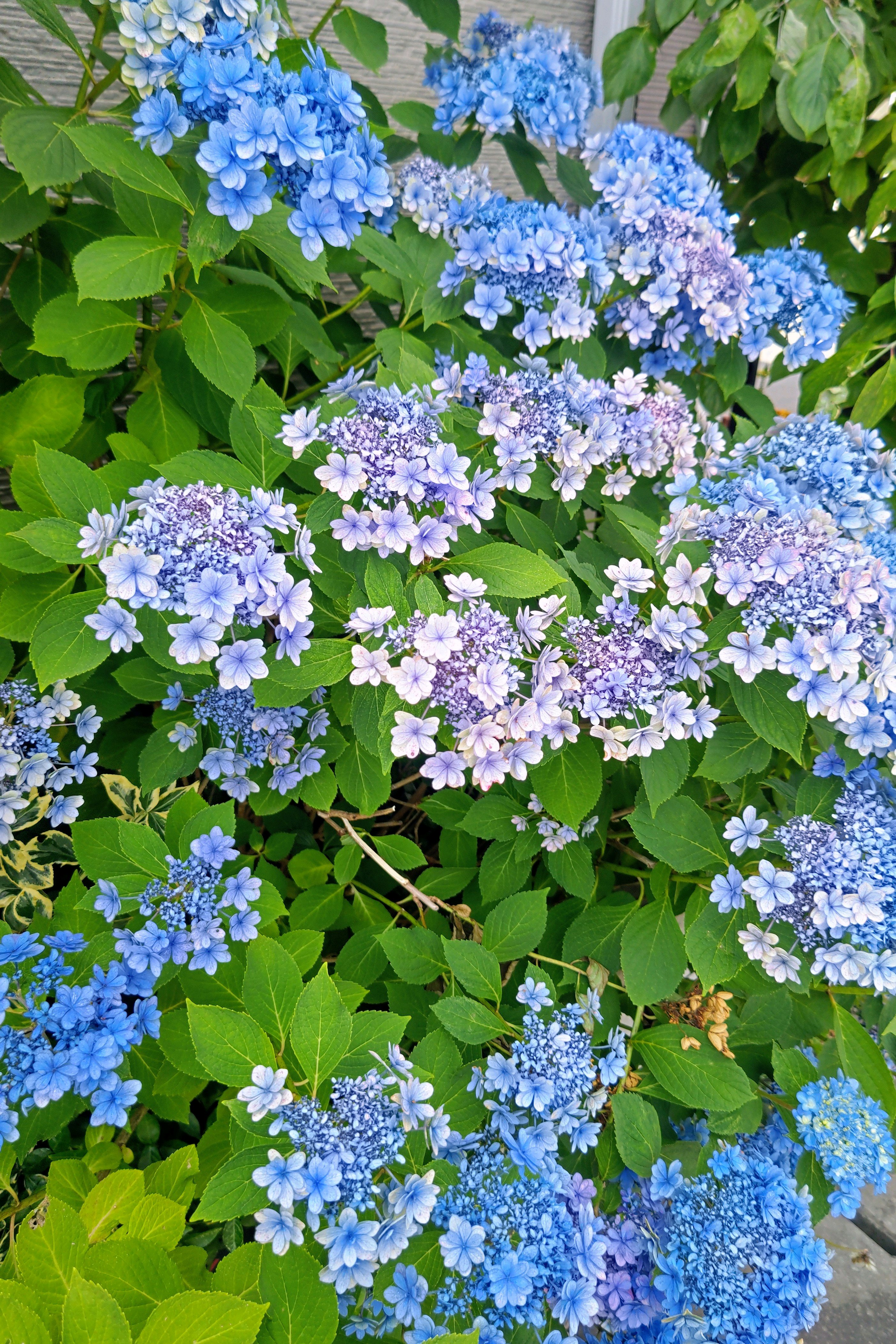 No.806 2026年の紫陽花⑥2026/0624 八重咲き額紫陽花、額紫陽花