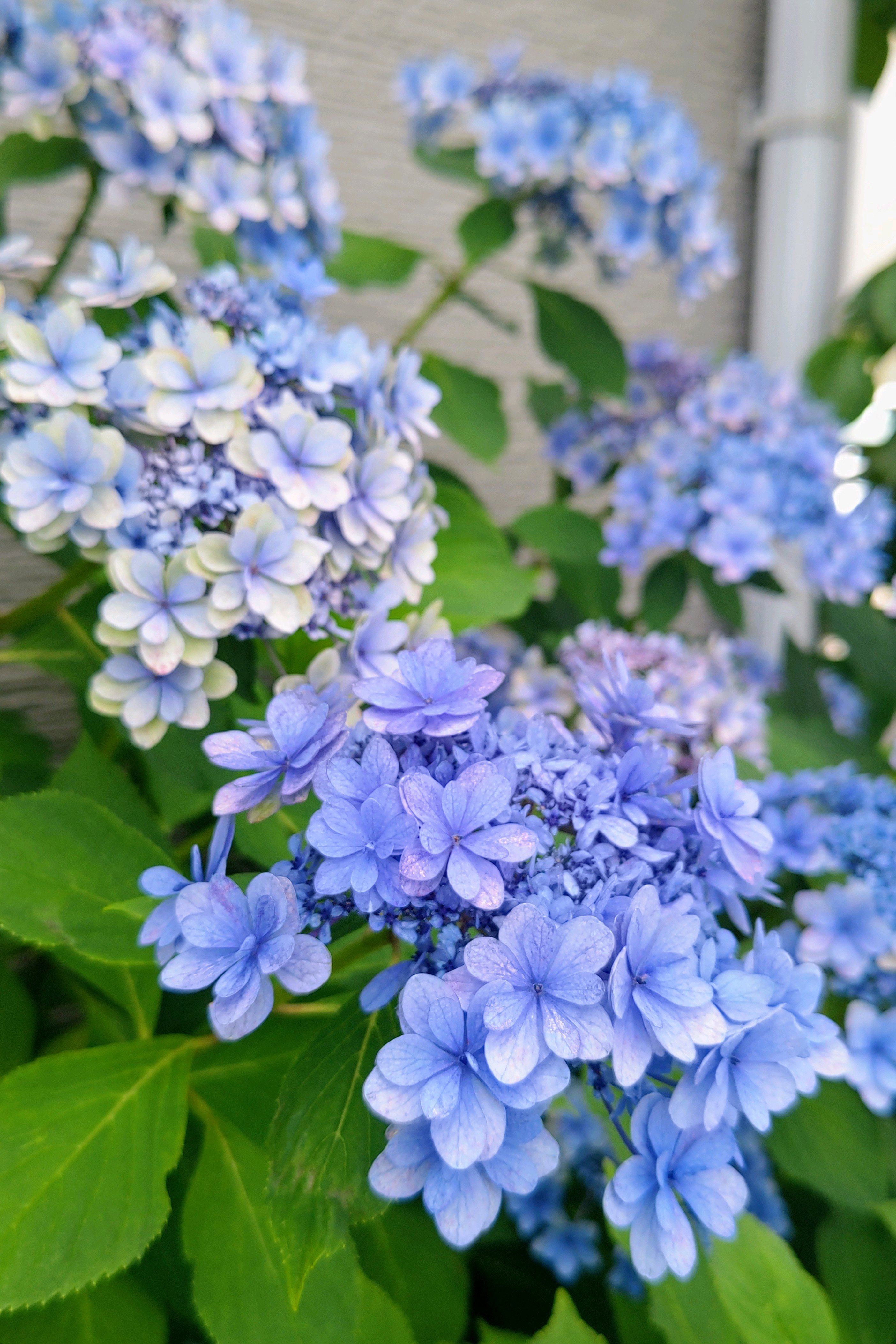 No.806 2026年の紫陽花⑥2026/0624 八重咲き額紫陽花、額紫陽花