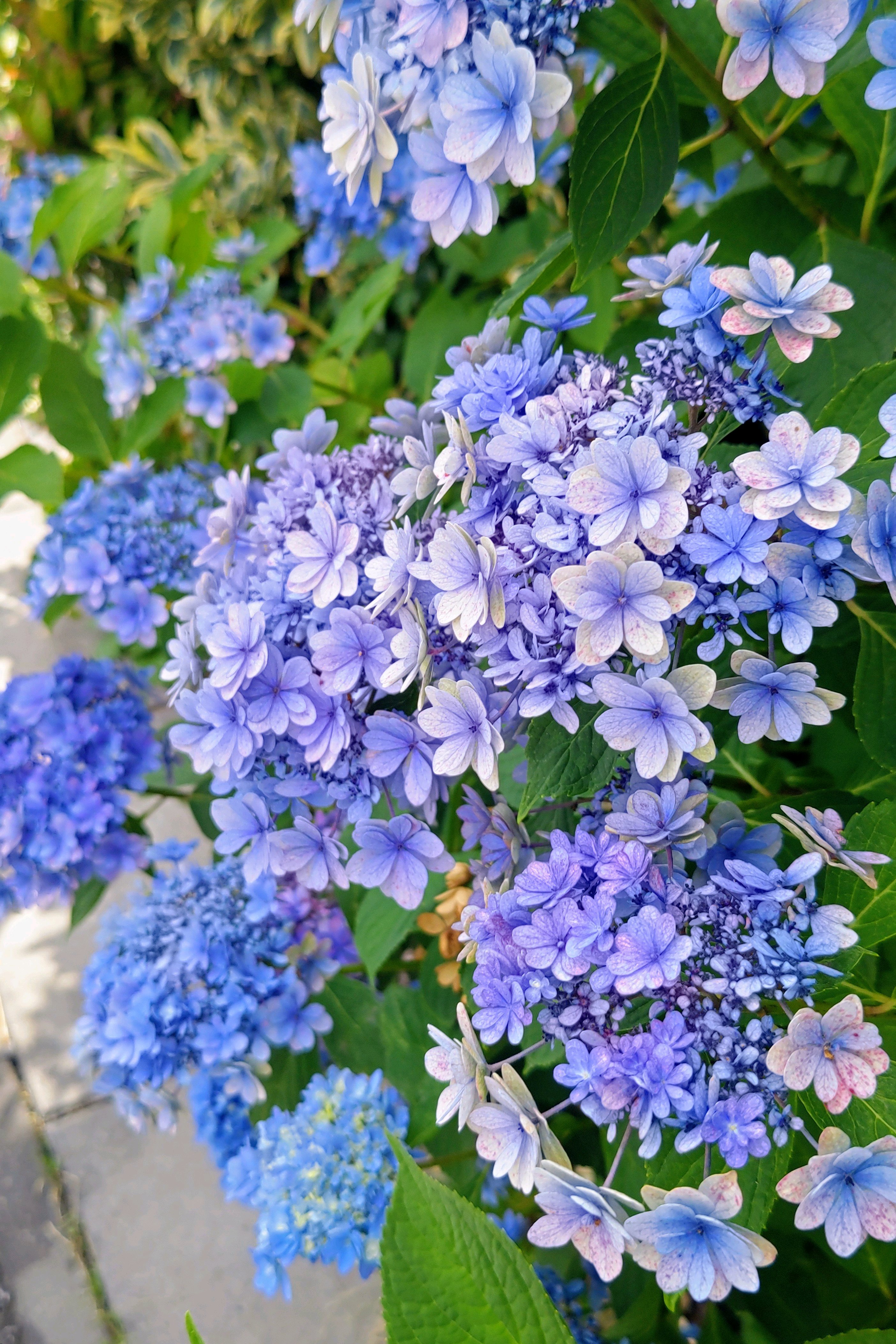 No.806 2026年の紫陽花⑥2026/0624 八重咲き額紫陽花、額紫陽花