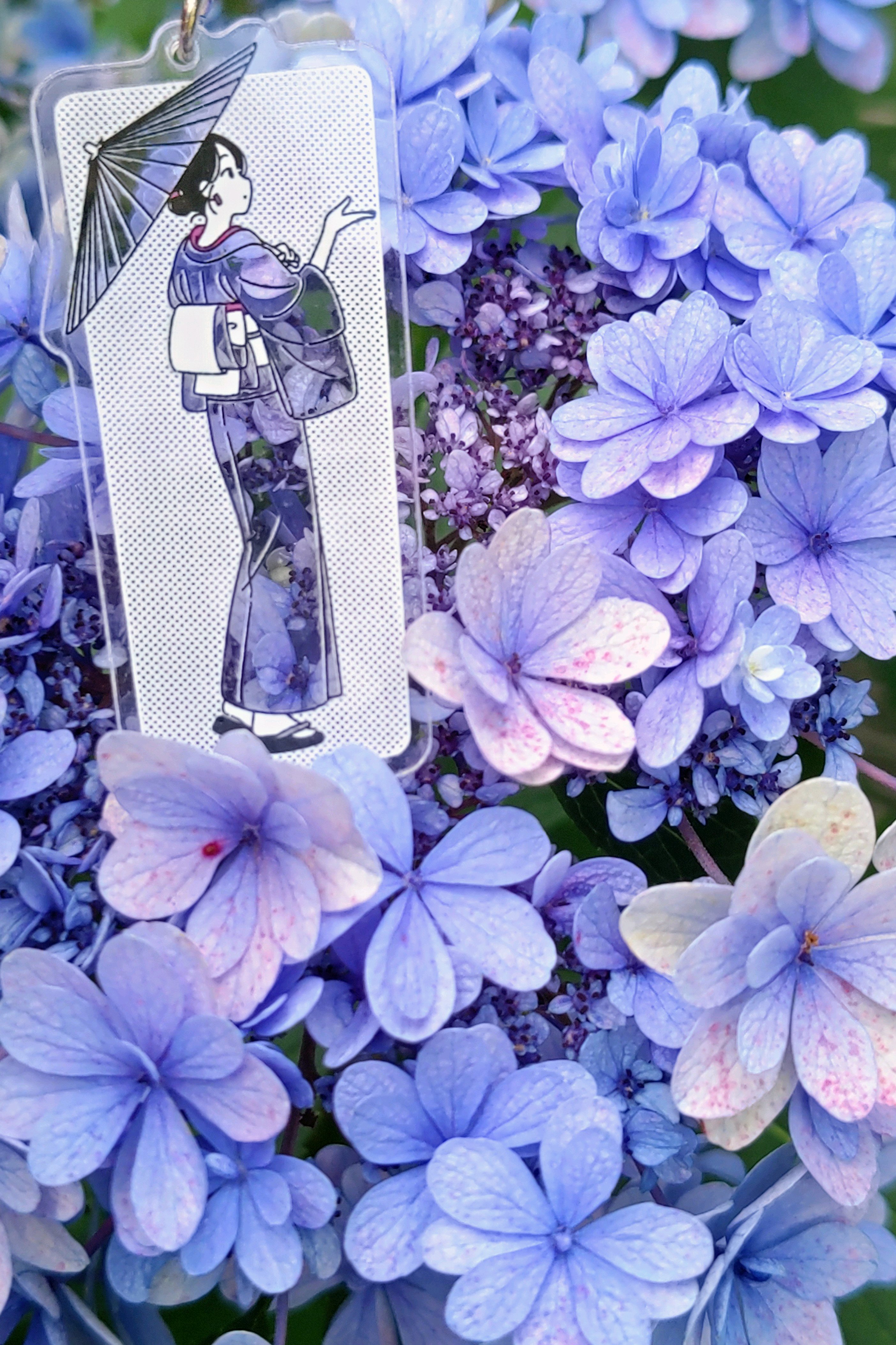 No.806 2026年の紫陽花⑥2026/0624 八重咲き額紫陽花、額紫陽花
