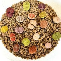 リトープス,多肉植物の画像