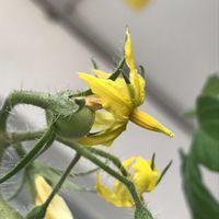 ミニトマト,ミニトマト,ミニトマト,ミニトマト,ミニトマトの画像