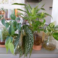 観葉植物,水耕栽培,成長記録,水挿し,記録用の画像