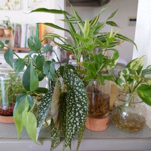 観葉植物,水耕栽培,成長記録,水挿し,記録用の画像