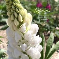 ルピナス,ノボリフジ,マメ科,花のある暮らし,緑のある暮らしの画像