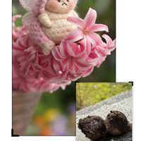 ヒヤシンス,常山アジサイ 碧の瞳,寄せ植え.,花のある暮らし,チーム愛知の画像