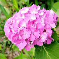 アジサイ,お花,ピンクの花,19日はピンクの日!の画像