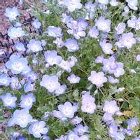 ネモフィラ,アズーロ・コンパクト,カンパニュラ アルペンブル－,花壇,花のある暮らし♡の画像