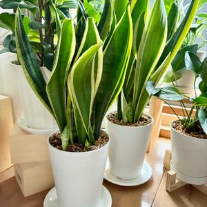 サンセベリア,子株,観葉植物,インテリアグリーン,緑は癒しの画像
