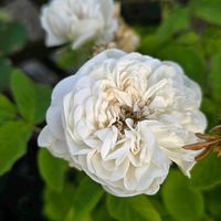 アルメリア,バラ,感謝,花のある暮らし,いつまでもの画像