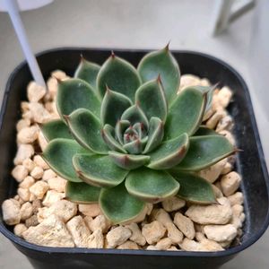 エケベリア ルドルフ,多肉植物,エケベリア属,ベランダの画像